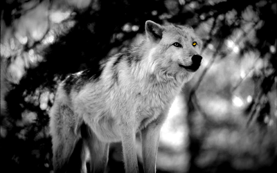 Cry wolf